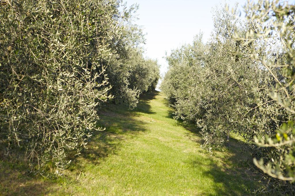 Agriturismo Marani 아르쿠그나노 외부 사진